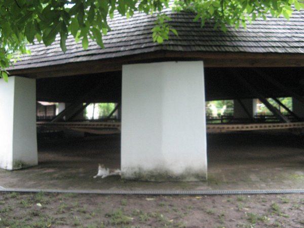 Szarvas 287
